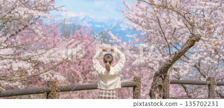 Woman tourist sightseeing Sakura Cherry Blossom in Spring, happy traveler travel in Tendo Park or Maizuru Park in Yamagata prefecture, Tohoku, Japan. famous Landmark for Travel and Vacation Woman tourist sightseeing Sakura Cherry Blossom in Spring, happy traveler travel in Tendo Park or Maizuru Park in Yamagata prefecture, Tohoku, Japan. famous Landmark for Travel and Vacation 135702231