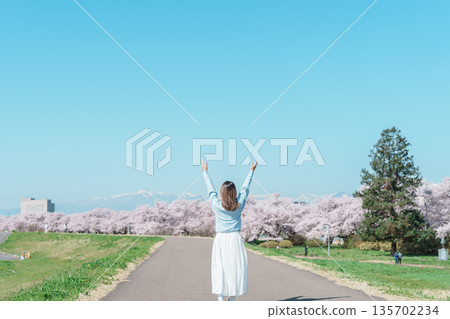 Woman tourist sightseeing Kitakami Tenshochi Park with Sakura Cherry Blossom in Spring, traveler travel in Kitakami festival, Iwate prefecture, Japan. Landmark for Travel and Vacation destination 135702234