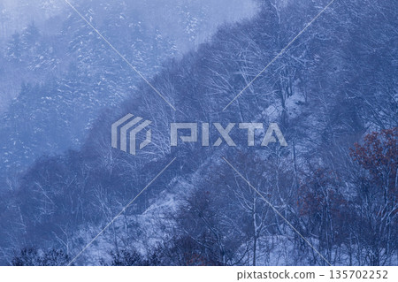 白雪覆蓋的樹木 135702252