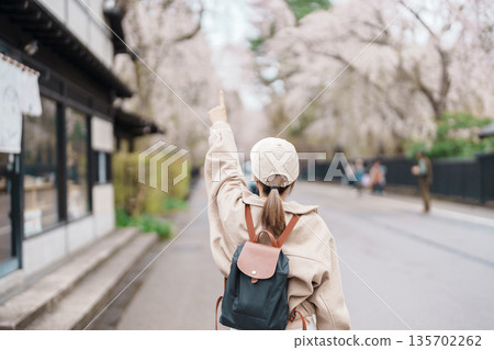 Woman tourist sightseeing Sakura Cherry Blossom in Spring. Happy traveler travel in Samurai village or Little Kyoto in Kakunodate town, Semboku District, Akita Prefecture, Japan. Landmark and Vacation 135702262