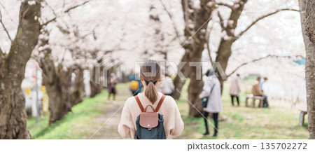 Woman tourist sightseeing Sakura Cherry Blossom in Spring. Happy traveler travel near Hinokinai River riverbank in Kakunodate town, Semboku District, Akita Prefecture, Japan. Landmark and Vacation 135702272