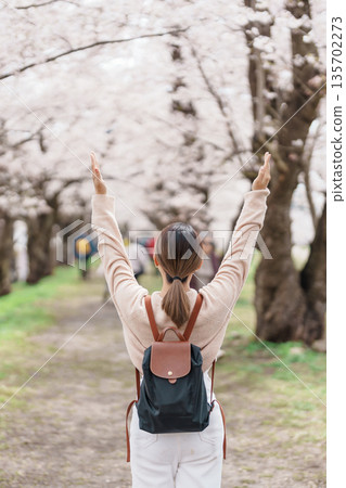 Woman tourist sightseeing Sakura Cherry Blossom in Spring. Happy traveler travel near Hinokinai River riverbank in Kakunodate town, Semboku District, Akita Prefecture, Japan. Landmark and Vacation 135702273