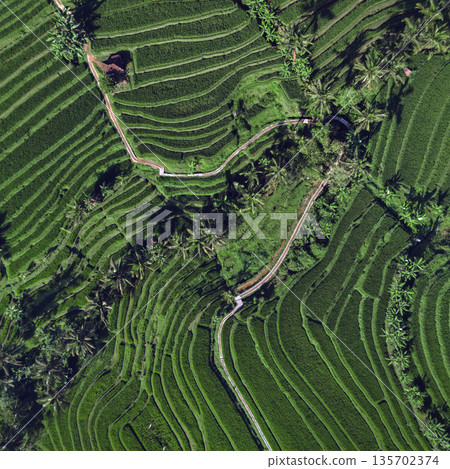 Serene Pastoral Vista Showcasing Lush Rice Paddies From Aerial Perspective Serene Pastoral Vista Showcasing Lush Rice Paddies From Aerial Perspective 135702374