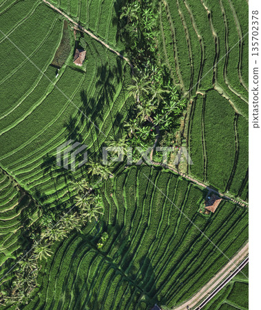 Verdant Rice Paddies, Lush Green Rice Terraces From Drone Perspective Verdant Rice Paddies, Lush Green Rice Terraces From Drone Perspective 135702378