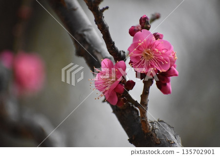 Plum blossoms blooming gracefully despite the lingering cold Plum blossoms blooming gracefully despite the lingering cold 135702901