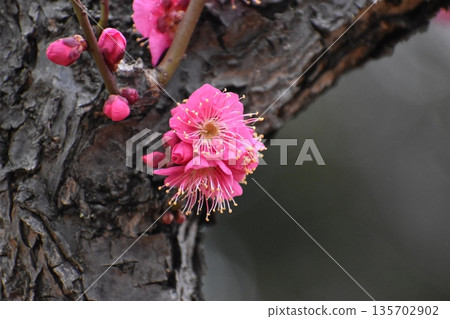 儘管寒意未消，梅花依然優雅綻放。 135702902