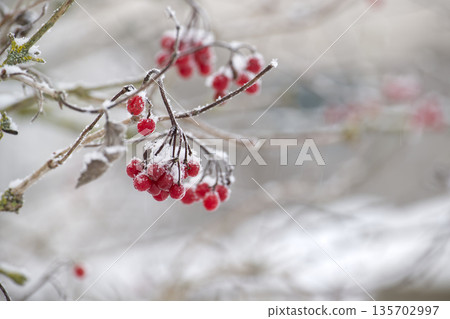 Viburnum opulus berries covered in frost and snow during winter Viburnum opulus berries covered in frost and snow during winter 135702997