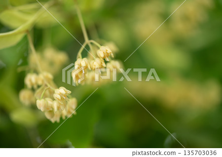 黃色椴樹花 135703036