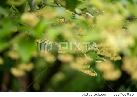 黃色椴樹花 黃色椴樹花 135703050