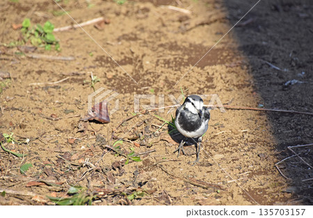 白w（白w） 135703157