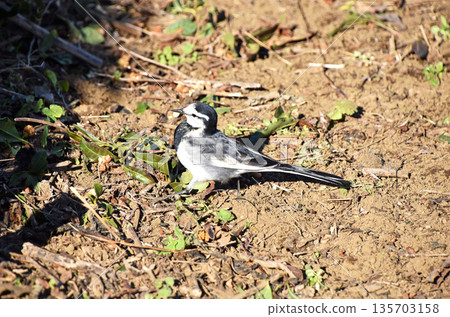 白w（白w） 135703158