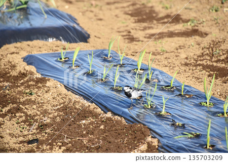 White wagtail (white wagtail) White wagtail (white wagtail) 135703209