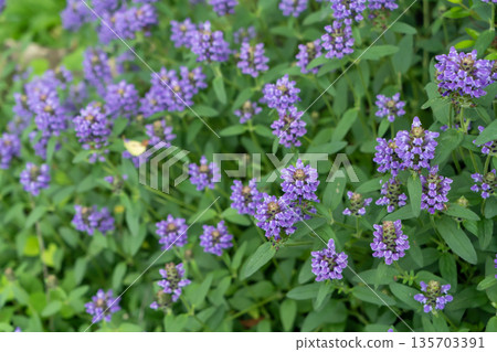 Purple Heal-all flower Purple Heal-all flower 135703391
