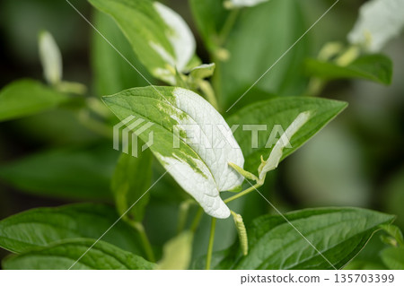 半夏的白色葉子 半夏的白色葉子 135703399