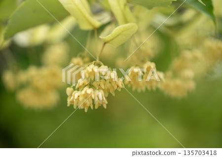 菩提樹的黃色花朵 135703418