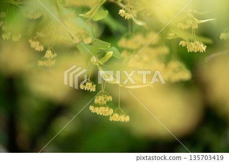 菩提樹的黃色花朵 135703419