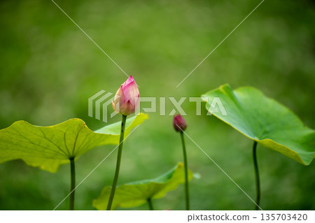 Lotus buds Lotus buds 135703420