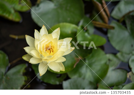 Yellow lily Yellow lily 135703435