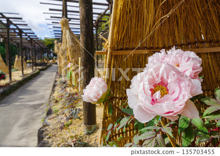 白冬牡丹花(Asuka)在稻草圍欄(Warabochi)中 白冬牡丹花(Asuka)在稻草圍欄(Warabochi)中 135703455