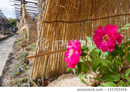 草圍內的紅色冬季牡丹花(Warabochi)(Shima no Kagayaki) 草圍內的紅色冬季牡丹花(Warabochi)(Shima no Kagayaki) 135703456
