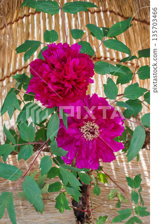 Straw fence (warabochi) and purple winter peony flowers (shinkokushiki) Straw fence (warabochi) and purple winter peony flowers (shinkokushiki) 135703466