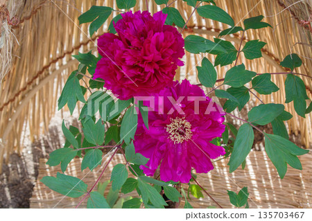 草籬笆(warabochi)和紫色冬牡丹花(shinkokushiki) 草籬笆(warabochi)和紫色冬牡丹花(shinkokushiki) 135703467
