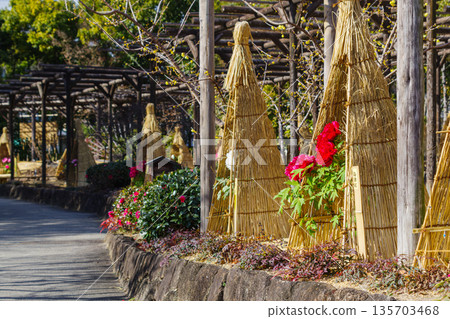 冬牡丹花在稻草圍欄(愛知縣名古屋市) 冬牡丹花在稻草圍欄(愛知縣名古屋市) 135703468