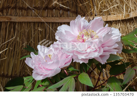 白冬牡丹花(八千代山茶花)盛開在草籬笆(Warabochi)上 白冬牡丹花(八千代山茶花)盛開在草籬笆(Warabochi)上 135703470