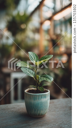 Small green plant in pot placed on table in a garden center during daytime with blurred background 135703802