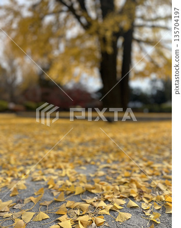 Fallen ginkgo leaves spreading across the autumn park 135704197