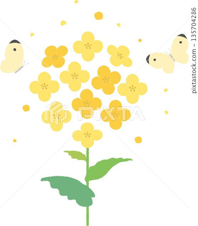 油菜花和蝴蝶的插圖。可愛的黃色花朵和菜粉蝶，讓人感受到春天的到來。 135704286