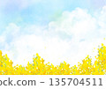 春日背景，水彩風格的天空和油菜花田 | 天空、油菜、春天、花田 135704511