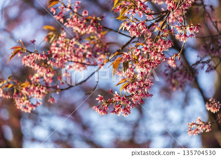 Wild Himalayan Cherry (Prunus cerasoides) or thai sakura flower 135704530