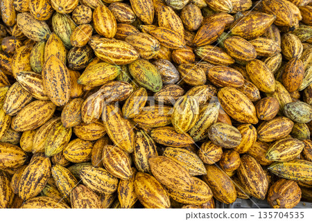 Cocoa beans and cocoa pod on a wooden surface. Cocoa beans and cocoa pod on a wooden surface. 135704535