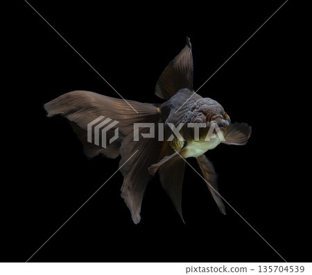 goldfish isolated on a dark black background. different colorful Carassius auratus in the aquarium 135704539