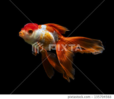 goldfish isolated on a dark black background. different colorful Carassius auratus in the aquarium 135704568