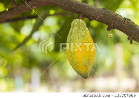 Cacao Tree (Theobroma cacao). Organic cocoa fruit pods in nature. Cacao Tree (Theobroma cacao). Organic cocoa fruit pods in nature. 135704569