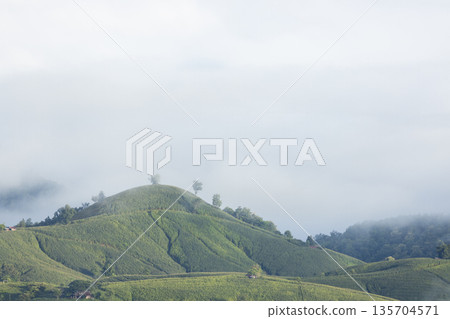 Landscape of Morning Mist with Mountain Layer. mountain ridge and clouds in rural jungle bush forest Landscape of Morning Mist with Mountain Layer. mountain ridge and clouds in rural jungle bush forest 135704571