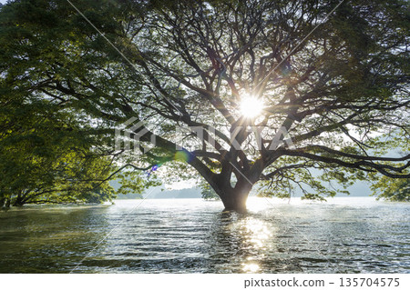 Big tree in the middle of the lake Big tree in the middle of the lake 135704575