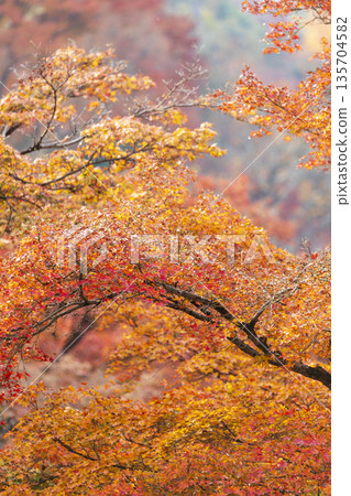 Autumn leaves of red color maple tree, fall season change 135704582