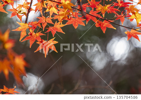 Autumn leaves of red color maple tree, fall season change Autumn leaves of red color maple tree, fall season change 135704586