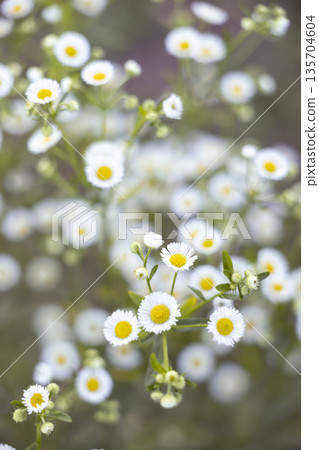 small field daisies. chamomiles on sunny summer day. white wild flower. Collecting pharmacy chamomile for chamomile tea. Medicinal plant. beauty of nature. copy space. close-up. small field daisies. chamomiles on sunny summer day. white wild flower. Collecting pharmacy chamomile for chamomile tea. Medicinal plant. beauty of nature. copy space. close-up. 135704604