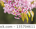 Wild Himalayan Cherry (Prunus cerasoides) or thai sakura flower 135704611