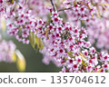 Wild Himalayan Cherry (Prunus cerasoides) or thai sakura flower 135704612
