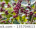 harvesting coffee berries by agriculture.  Coffee beans ripening on the tree in North of Thailand 135704613