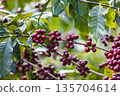 harvesting coffee berries by agriculture.  Coffee beans ripening on the tree in North of Thailand 135704614