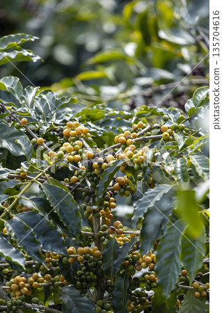harvesting coffee berries by agriculture. Coffee beans ripening on the tree in North of Thailand harvesting coffee berries by agriculture. Coffee beans ripening on the tree in North of Thailand 135704616