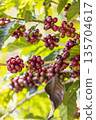 harvesting coffee berries by agriculture.  Coffee beans ripening on the tree in North of Thailand 135704617