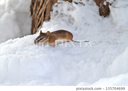 一隻田鼠從雪下的隧道爬出來尋找食物。 一隻田鼠從雪下的隧道爬出來尋找食物。 135704699