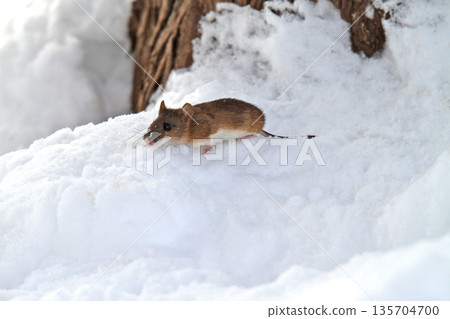 A field mouse crawls out of a tunnel under the snow in search of food. A field mouse crawls out of a tunnel under the snow in search of food. 135704700